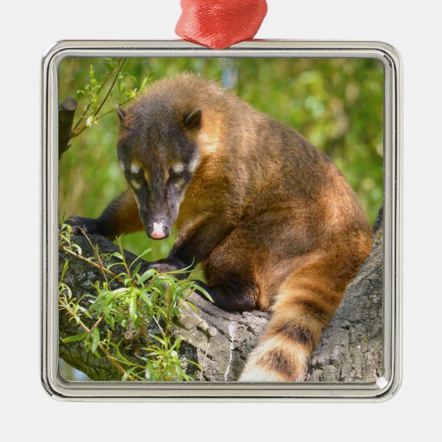 South American Coati on branch Metal Tree Decoration (Front)