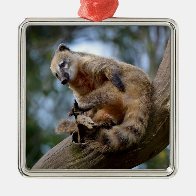 South American Coati on branch Metal Tree Decoration (Front)