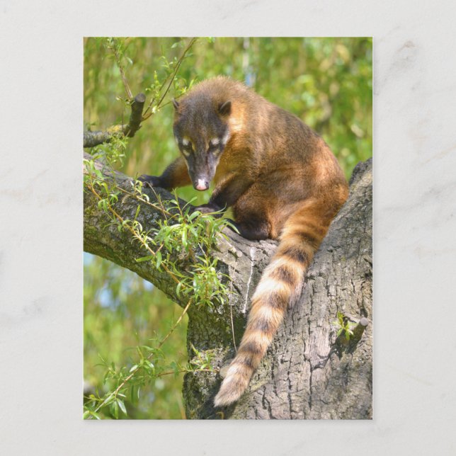 South American Coati on branch Postcard (Front)
