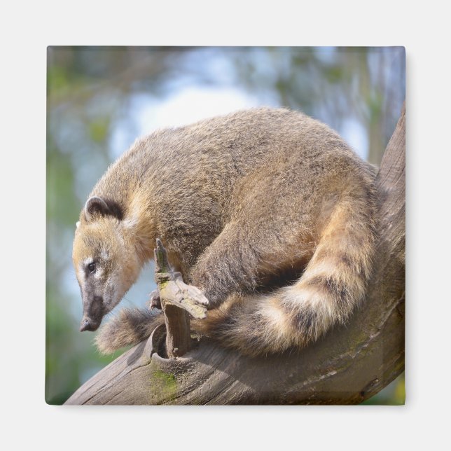 South American Coati on branch Postcard Metal Orna Magnet (Front)