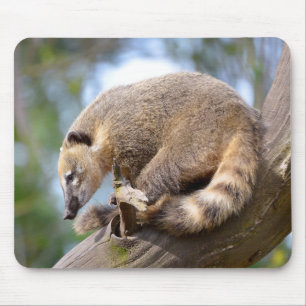 South American Coati on branch Postcard Metal Orna Mouse Mat