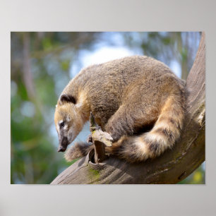 South American Coati on branch Postcard Metal Orna Poster