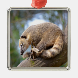 South American Coati on branch Postcard Metal Tree Decoration