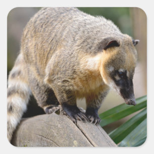 South American Coati on branch Square Sticker