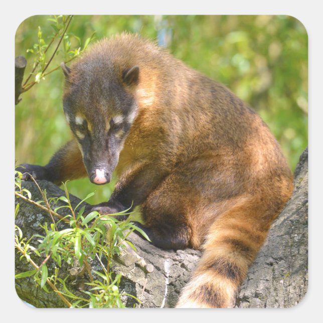 South American Coati on branch Square Sticker (Front)