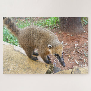 South American coatimundi animal, Argentina Jigsaw Puzzle
