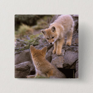 South American Grey Fox (Lycalopex griseus) pair 15 Cm Square Badge