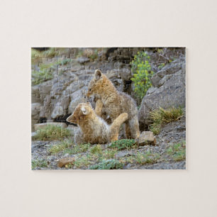 South American Grey Fox (Lycalopex griseus) pair 2 Jigsaw Puzzle