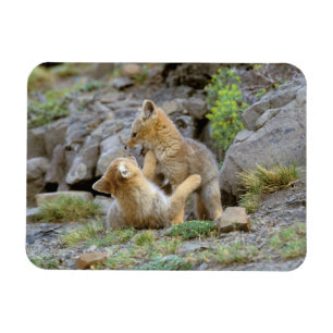 South American Grey Fox (Lycalopex griseus) pair 2 Magnet