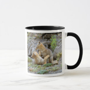 South American Grey Fox (Lycalopex griseus) pair 2 Mug