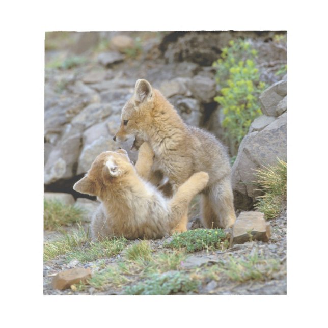 South American Grey Fox (Lycalopex griseus) pair 2 Notepad (Front)