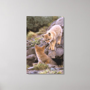 South American Grey Fox (Lycalopex griseus) pair Canvas Print