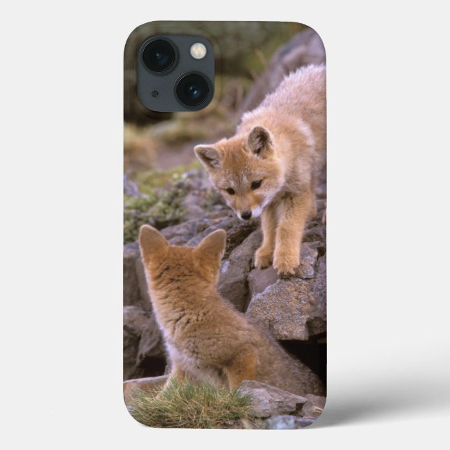 South American Grey Fox (Lycalopex griseus) pair Case-Mate iPhone Case (Back)