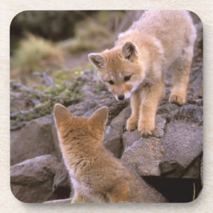 South American Grey Fox (Lycalopex griseus) pair Coaster