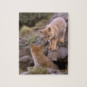 South American Grey Fox (Lycalopex griseus) pair Jigsaw Puzzle