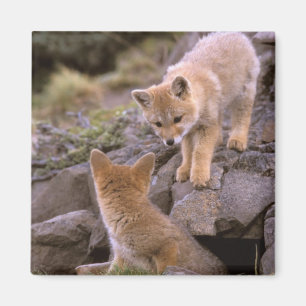 South American Grey Fox (Lycalopex griseus) pair Magnet