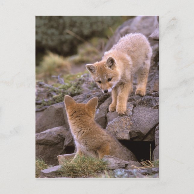 South American Grey Fox (Lycalopex griseus) pair Postcard (Front)