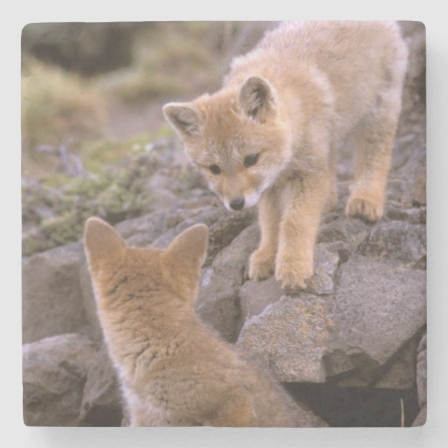 South American Grey Fox (Lycalopex griseus) pair Stone Coaster (Front)