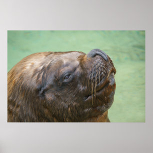 South American sea lion bull Poster