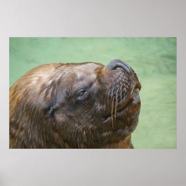 South American sea lion bull Poster (Front)