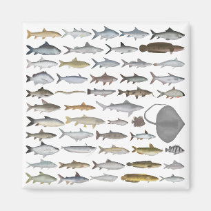South Asia Freshwater Fish Group Magnet