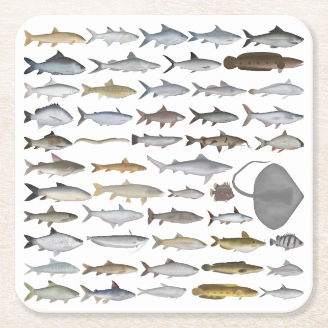 South Asia Freshwater Fish Group Square Paper Coaster (Front)