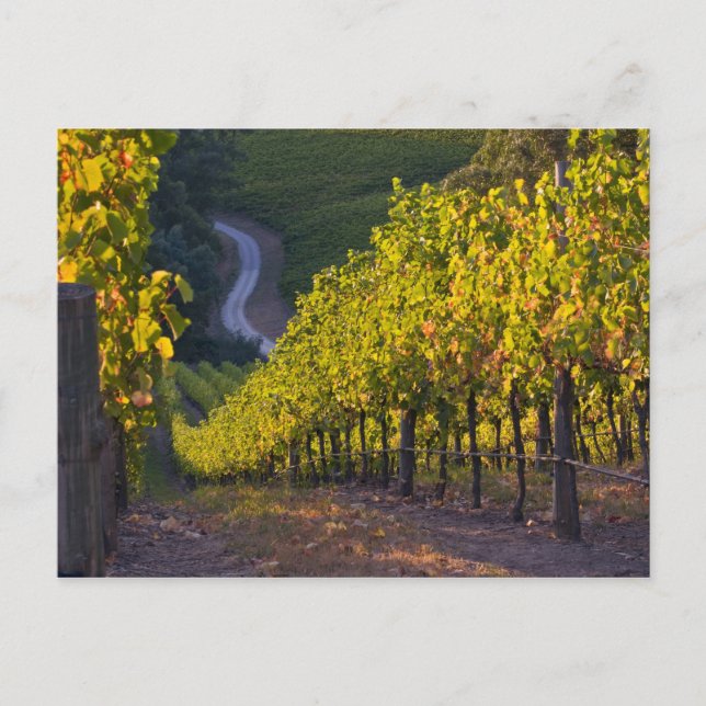 South Australia, Adelaide Hills, Summertown. 2 Postcard (Front)