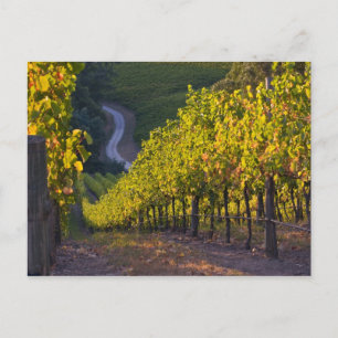 South Australia, Adelaide Hills, Summertown. 2 Postcard