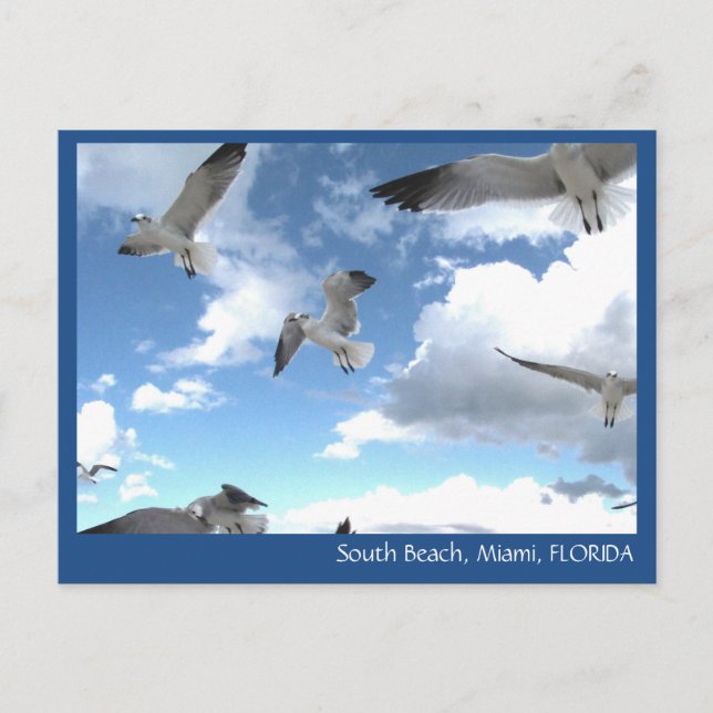 South Beach Miami Florida Seagulls Postcard (Front)