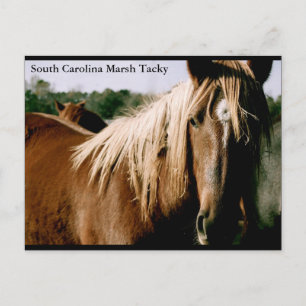 South Carolina Marsh Tacky Postcard