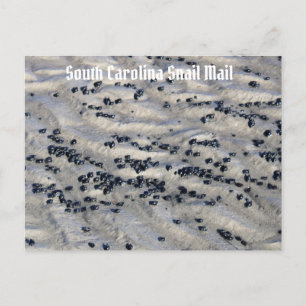South Carolina Snail Mail 2 Postcard