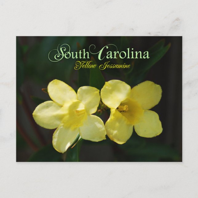 South Carolina State Flower: Yellow Jessamine Postcard (Front)