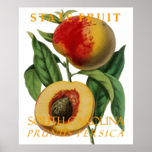 South Carolina Territory Fruit: The Peach Poster
