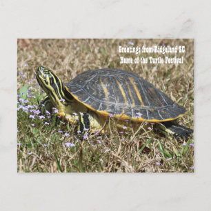 South Carolina Turtle Postcard
