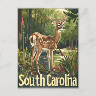 South Carolina White-tailed deer Postcard