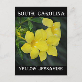 South Carolina Yellow Jessamine Postcard
