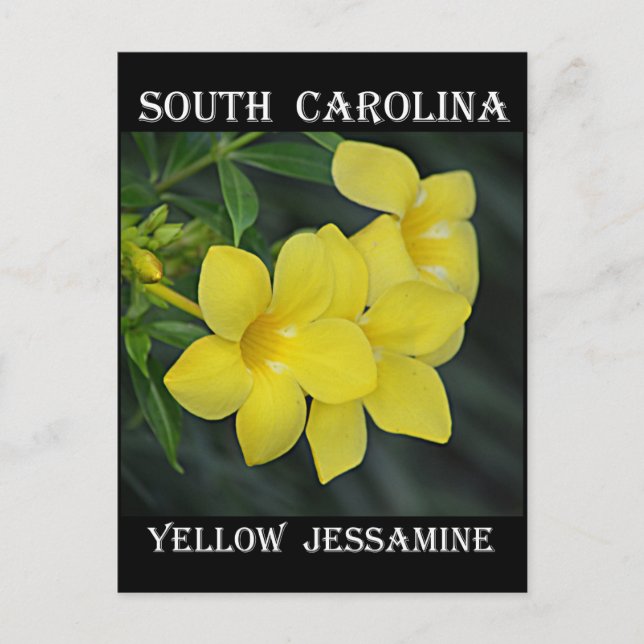 South Carolina Yellow Jessamine Postcard (Front)