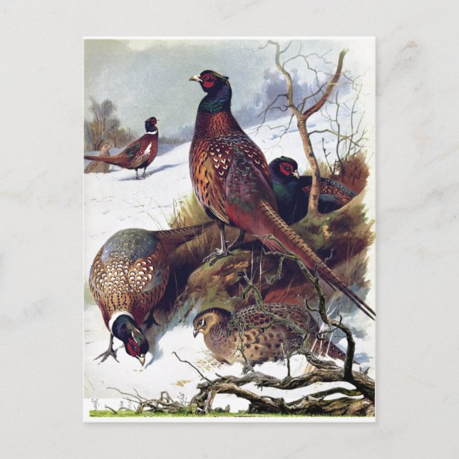 South Dakota Ring-necked Pheasant Vintage Postcard (Front)