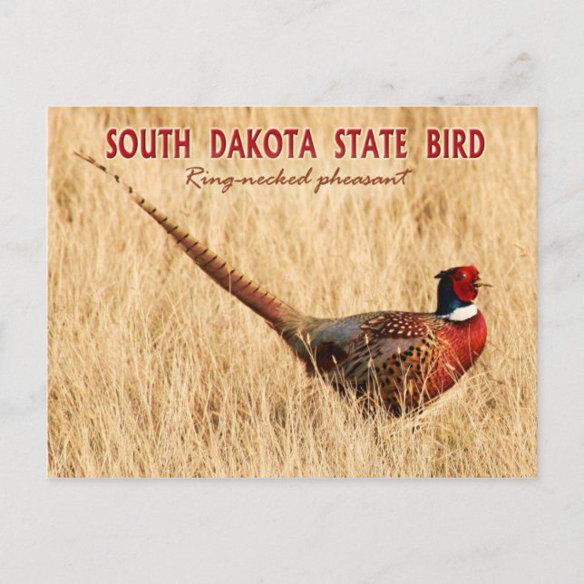 South Dakota State Bird: Ring-necked Pheasant Postcard (Front)