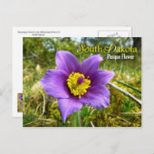 South Dakota State Flower: Pasque Flower Postcard (Front/Back)