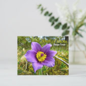 South Dakota State Flower: Pasque Flower Postcard (Standing Front)