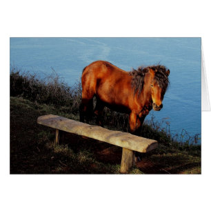 South Devon Coast Dartmoor Pony Near Bench .2.
