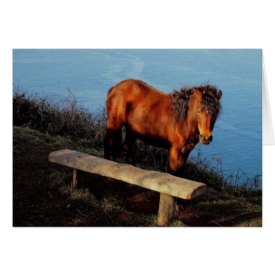 South Devon Coast Dartmoor Pony Near Bench .2. Card