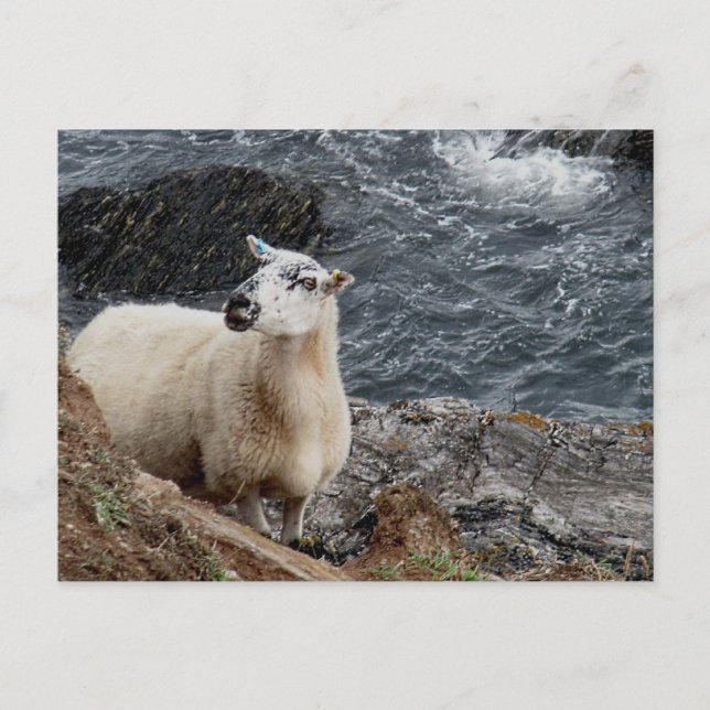 South Devon Coast Sheep On Rocks Looking Postcard (Front)