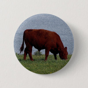 south devon cow on remote coastline 6 cm round badge