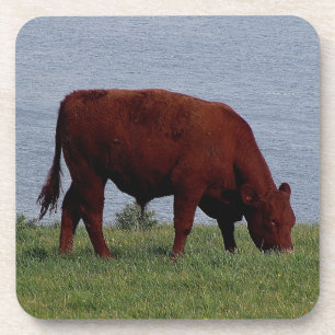 South Devon Ruby Cow Grazeing On Coastline Coaster