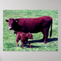 South Devon Ruby Red Cow And Young Calf