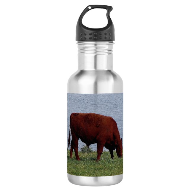South Devon Ruby Red Cow Grazeing On Coastline 532 Ml Water Bottle (Front)