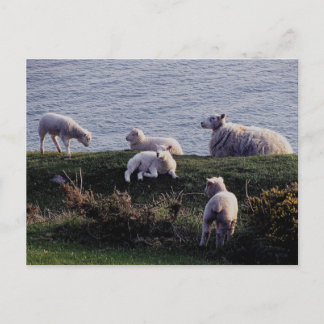 South Devon Sheep And Lambs On Remote Coastline Postcard