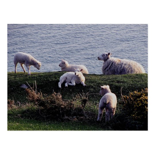 South Devon Sheep And Lambs On Remote Coastline Postcard